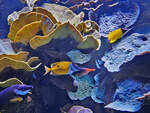 Korallen und Fische im Aquazoo Dsseldorf.