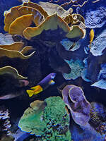 Korallen und Fische im Aquazoo Dsseldorf.