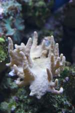 Finger-Lederkoralle (Sinularia sp.) am 23.4.2010 im Meeresaquarium Zella-Mehlis.