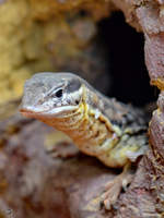 Eine mir unbekannte Echse kam Mitte Mai 2011 im Terrazoo Rheinberg aus ihrem Versteck.