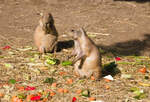 Zwei Prriehunde am 14.09.2021 im Tierpark Hagenbeck in Hamburg.