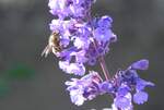 Im Kurpark von Laboe an der Kieler Förde sitzt ein Insekt (Biene oder Wespe) auf einer Blüte.