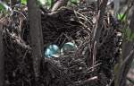 Vogeleier im Nest am Zlpicher See, nur ca.