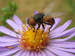 Eine Fliege - aber was fr eine? - auf einer Herbstblume (IMG_1288)