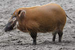 Eine Pinselohrschwein im Zoo Duisburg.