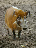 Eine Pinselohrschwein im Zoo Duisburg.