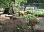 Hier habe ich Guinea Pinselohrschweine beim Futtern Fotografiert.
