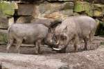 2 Warzenschweine bei einer kleinen Auseinandersetzung.