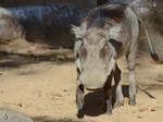 Ein Warzenschwein erkundet das Gelnde (Zoo Barcelona, Dezember 2011)