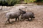Warzenschweine sind nahezu in ganz Afrika sdlich der Sahara verbreitet.