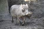 Warzenschwein (Phacochoerus aethiopicus)am 11.3.2010 im Zoo Berlin.