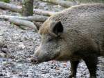 Wildschwein