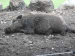 Wildschwein im Wildgehege Klvensteen in Hamburg-Rissen