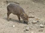 Auch fr die Kleinen im Brnner Zoo fallen noch einige Leckerbissen ab.