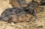 Ruhende Wildschweine im Brnner Zoo.