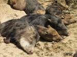 Wildschweine im Brnner Zoo bei der wohlverdienten Mittagspause.