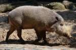 Borneo-Bartschwein    am 14.08.2014 im Zoo Berlin gesehen