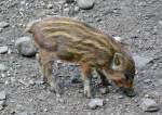 Wildschweinfrischling im Hochwildpark Rheinland - 10.05.2015