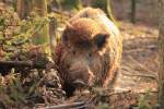 Wildschwein in Tambach am 06.02.2016.