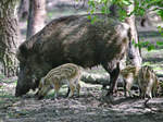 Wildschweine