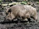 Ein Wildschwein im Matsch.