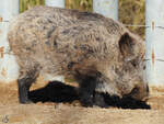 Dieses Wildschwein war Mitte Dezember 2010 im Zoo Madrid zu sehen.