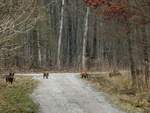 Wildschweinhorde stellte sich sozusagen bei einer Wanderung in der Antheringer-Au in den Weg; 230304