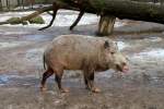 Borneo-Bartschwein (Sus barbatus barbatus) am 25.2.2010 im Zoologischer Garten Berlin.