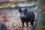 Wildschwein beugt mich kritisch.