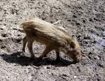 Eins von vielen Frischlingen im Wildpark Mden (25.07.10)