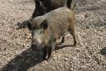 Wildschwein (Sus scrofa) am 26.4.2010 im Vogelpark Karlsdorf-Neuthard.