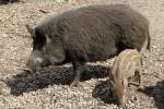 Wildschwein mit Frischling (Sus scrofa) am 26.4.2010 im Vogelpark Karlsdorf-Neuthard.