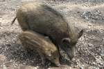 Wildschwein mit Frischling (Sus scrofa) am 26.4.2010 im Vogelpark Karlsdorf-Neuthard.