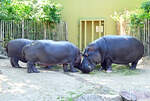 Flusspferde im Kölner Zoo - 16.06.2022