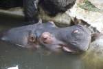 Das Flusspferd (Hippopotamus amphibius) liegt entspannt im Wasser.