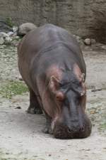 Flusspferd (Hippopotamus amphibius) am 25.9.2010 im Toronto Zoo.