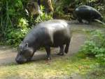 Zwergflusspferde im ZOO DUISBURG 