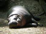 Zwergflusspferd im Zoo von Oppeln (Opole) in Oberschlesien