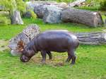 Eines der beiden Zwergflusspferde im Rostocker Zoo am 19.08.2018