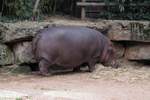 Ein Zwergflusspferd im Zoo d'Amneville, 26.9.2017