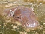   Eines der beiden Zwergflusspferde im Rostocker Zoo am 19.08.2018