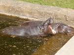 Die beiden Zwergflusspferde im Rostocker Zoo am 19.08.2018