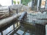 Zwergflupferd im Tropenhaus des Chemnitzer Tierparks.