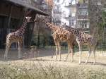 Giraffen im Zoo Kln