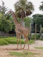 Giraffe im Zoo von Houston, TX (27.05.09)
