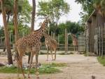 Giraffen im Zoo von Houston, TX (27.05.09)