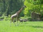 Giraffen im Sommer 2012 im Zoo von Oppeln (Opole) in Oberschlesien