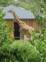 Giraffe im Zoo von Oppeln (Opole) am 31.05.2013