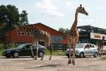 Giraffen im deutschen Straßenverkehr;-) Serengeti Pakr Hodenhagen; 03.09.2014