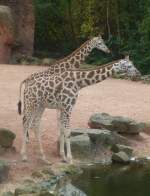 Giraffen aus dem ZOO Hannover